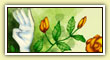 Silverblue of the Roses